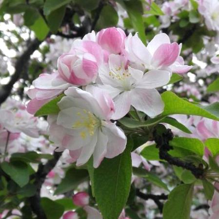 夏末花开