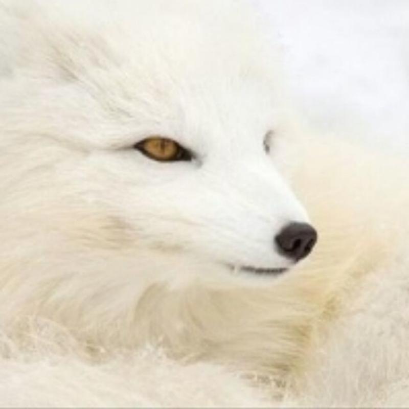 雪狐