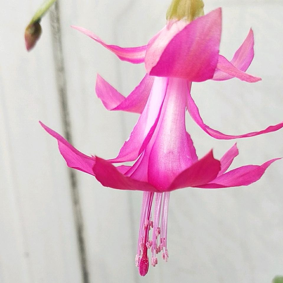 Chen永