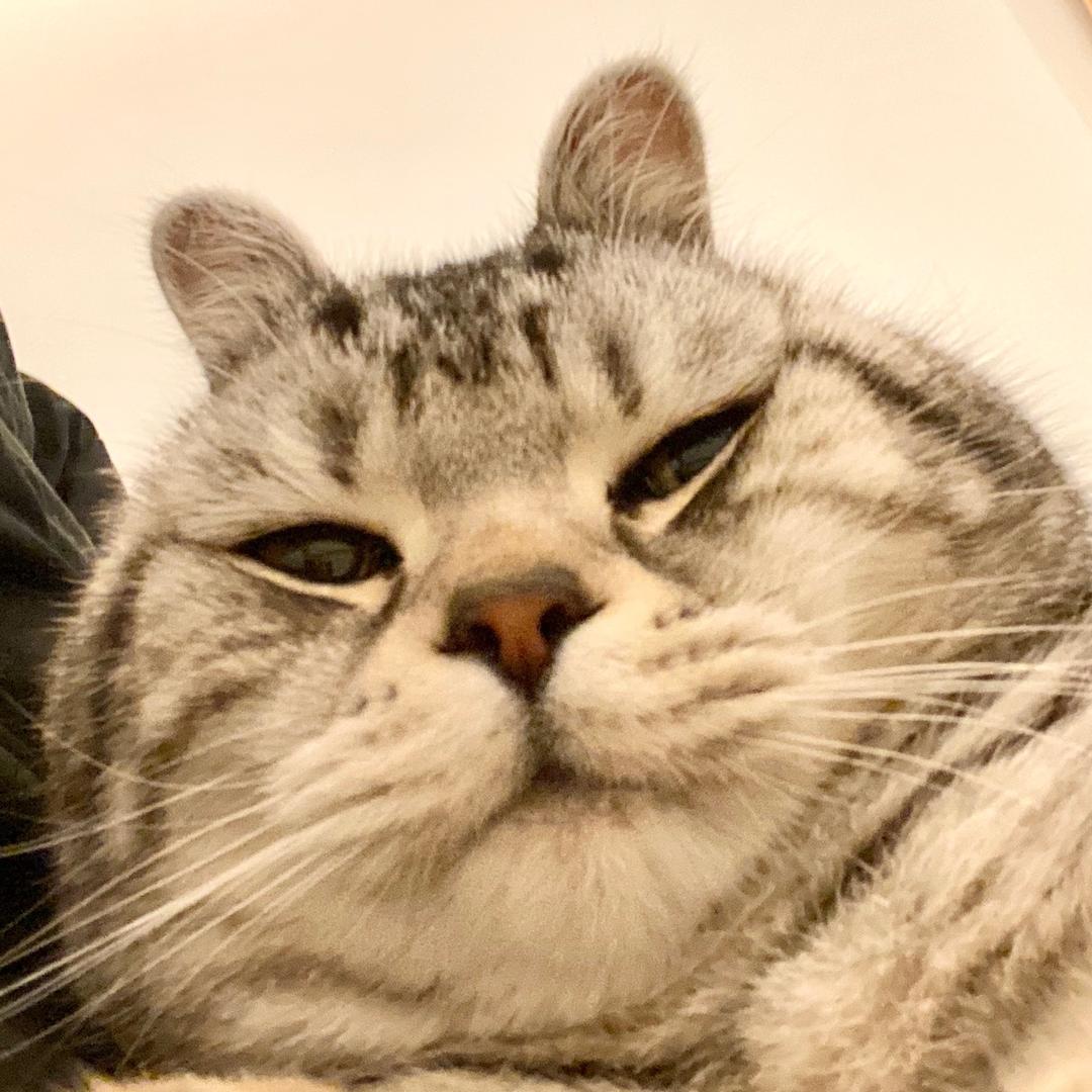 橄榄树