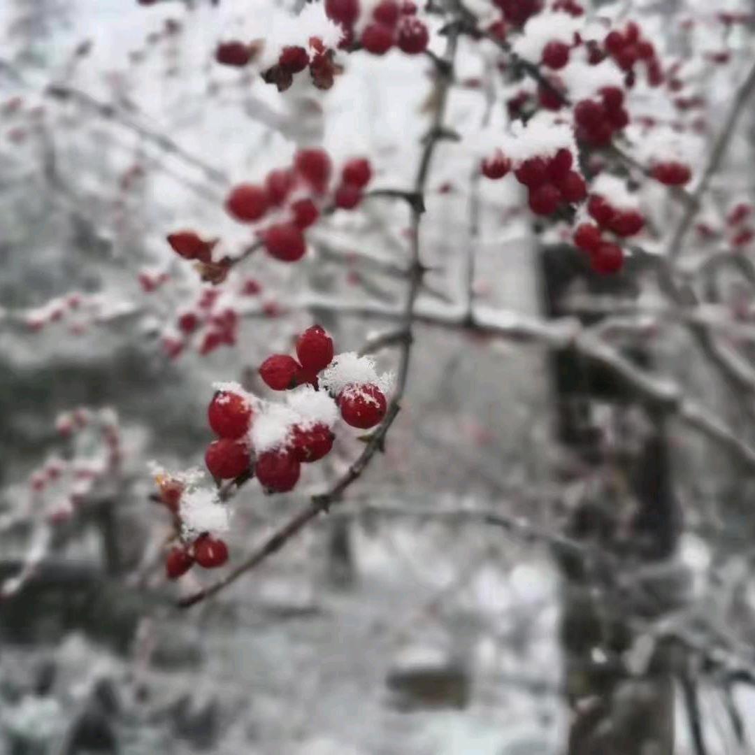 糖果仓鼠