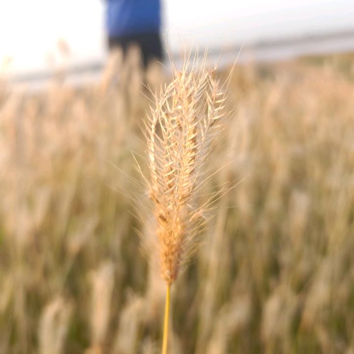 物是人非事事休
