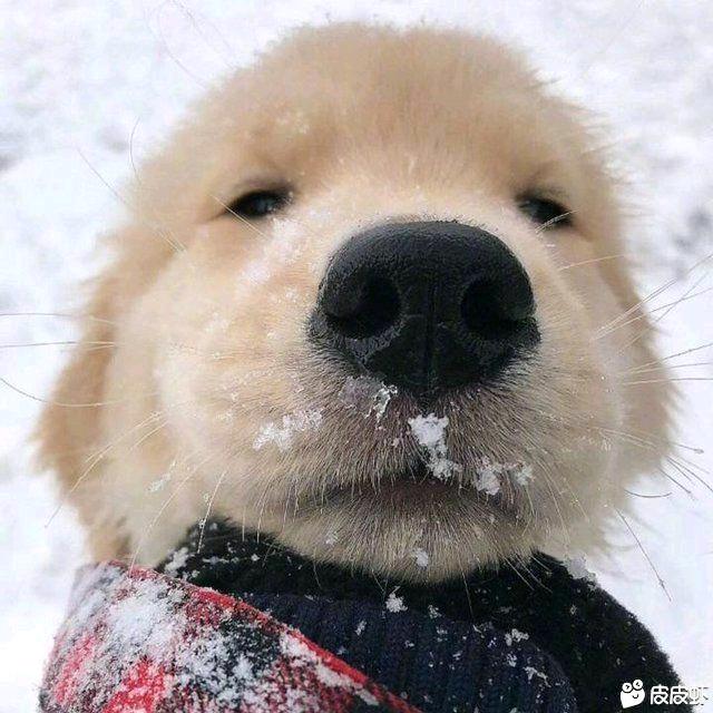 狗头｡◕‿◕｡