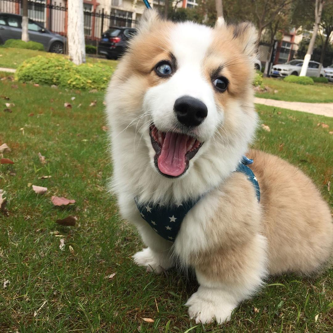 🧡葱饼是正正正太💛