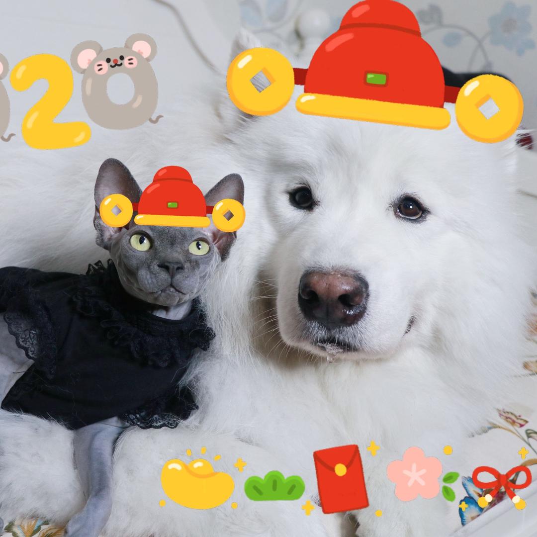 雪糕葡萄吖