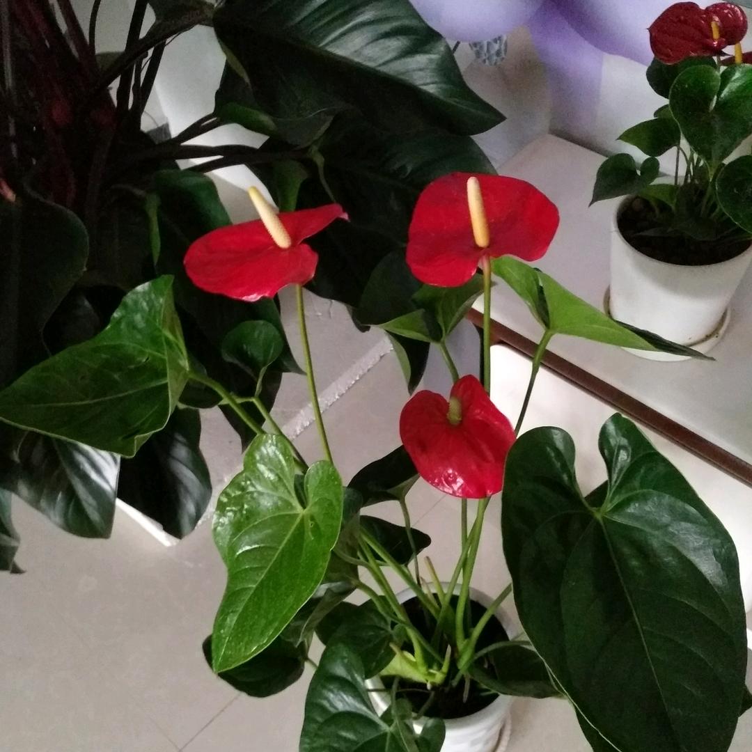 当姥爷后的带娃逗鸟养花生活