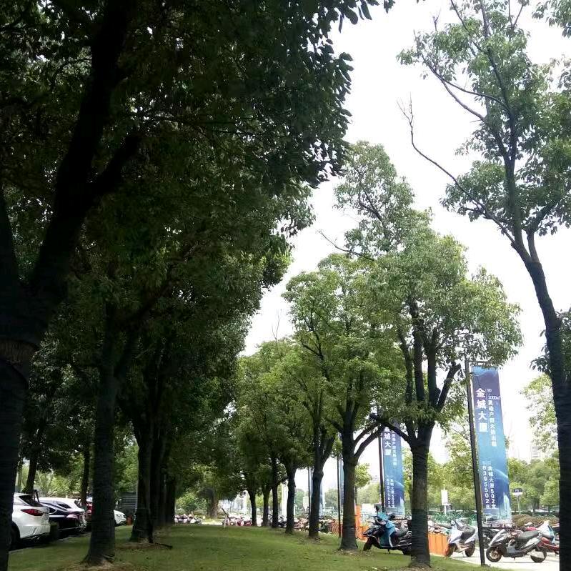 清纯