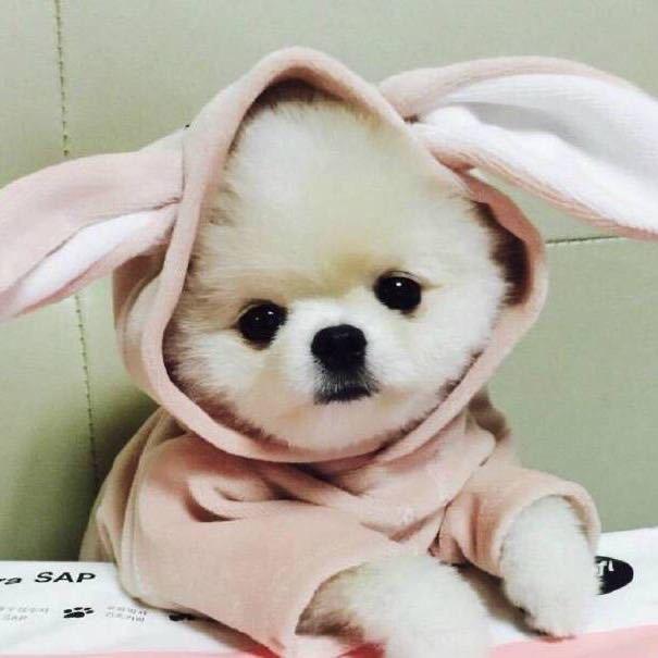 🐰兔牙🥕