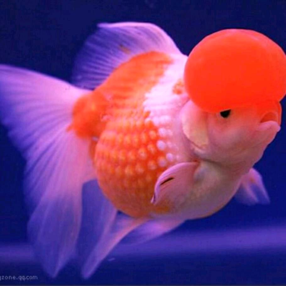 魅影鱼儿(甜蜜蜜葡萄采摘园)