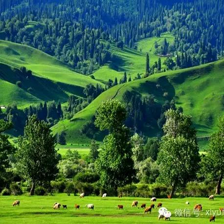 巜森林》🎤爱音乐🎶