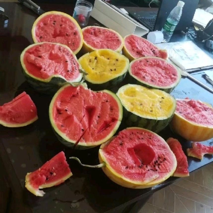 大学生种西瓜