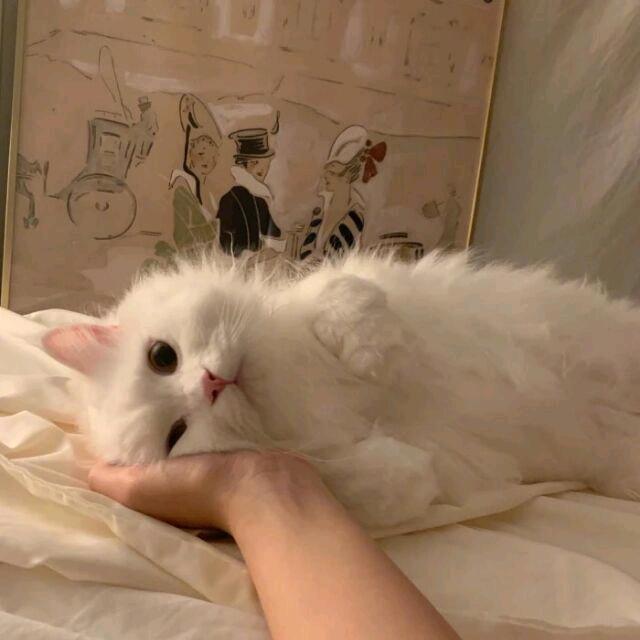 晓晗v