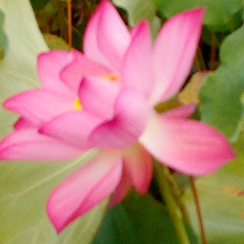 晏正英请勿连赞