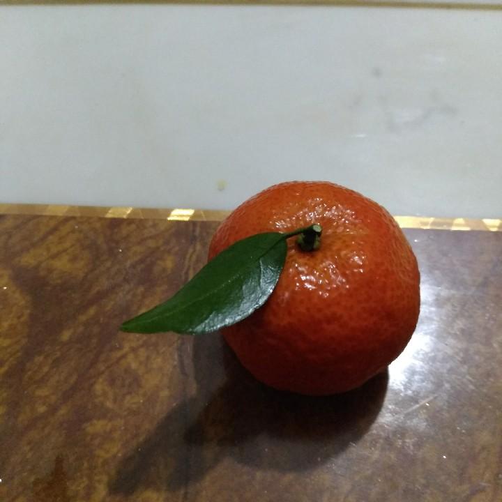 任述菊