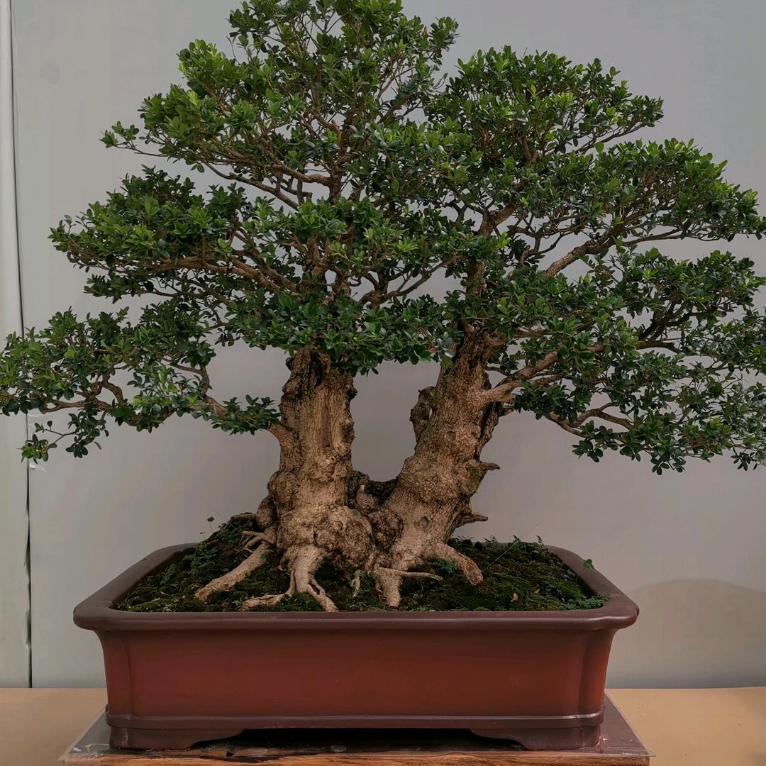 御恬景观（杜杰）