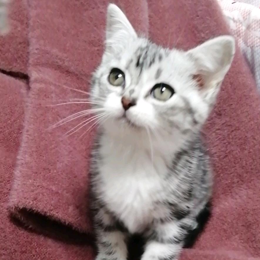 猫咪可乐