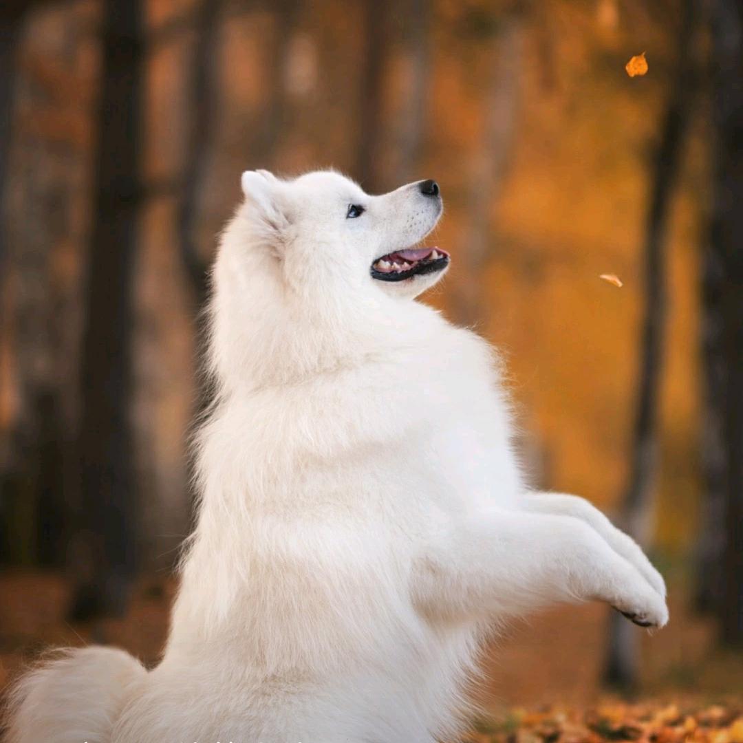 ༺༃修༒罗༃༻