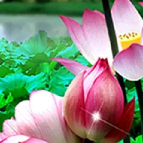 💞一切🧜🏽‍♀️随缘💋