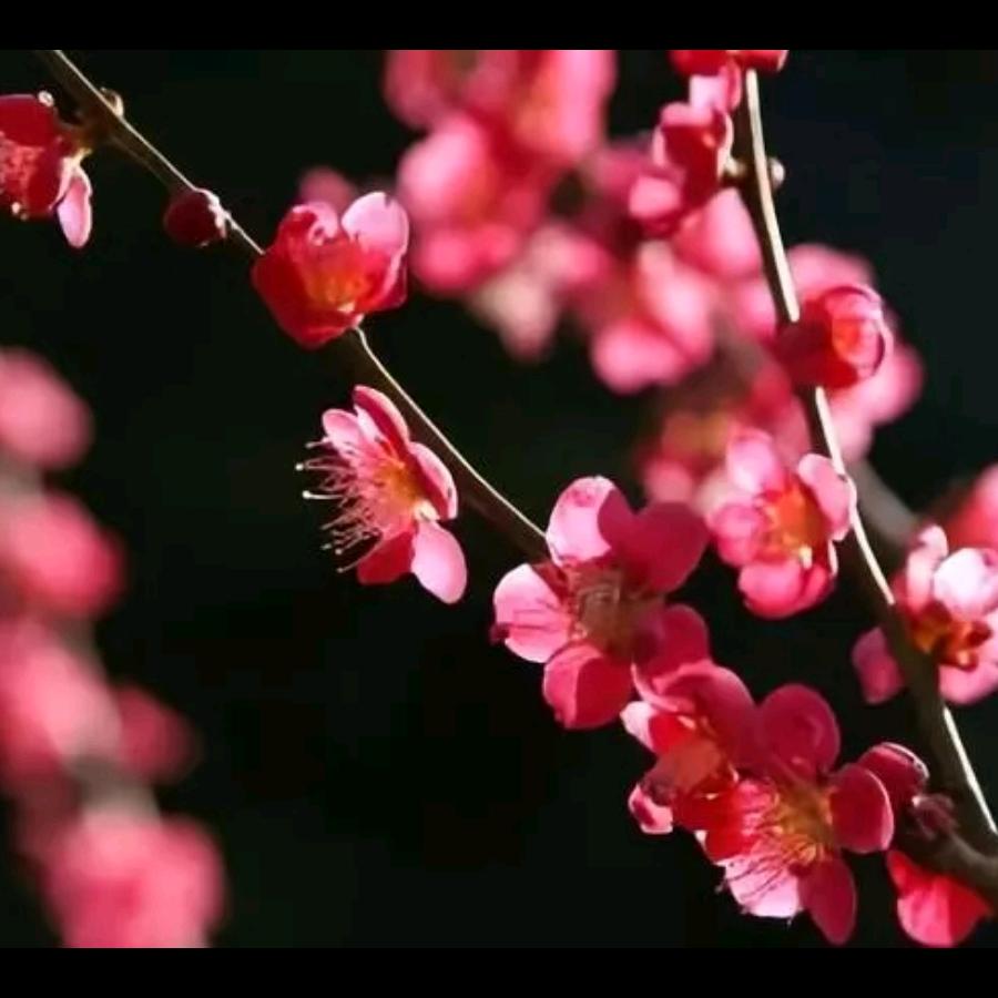 再梅