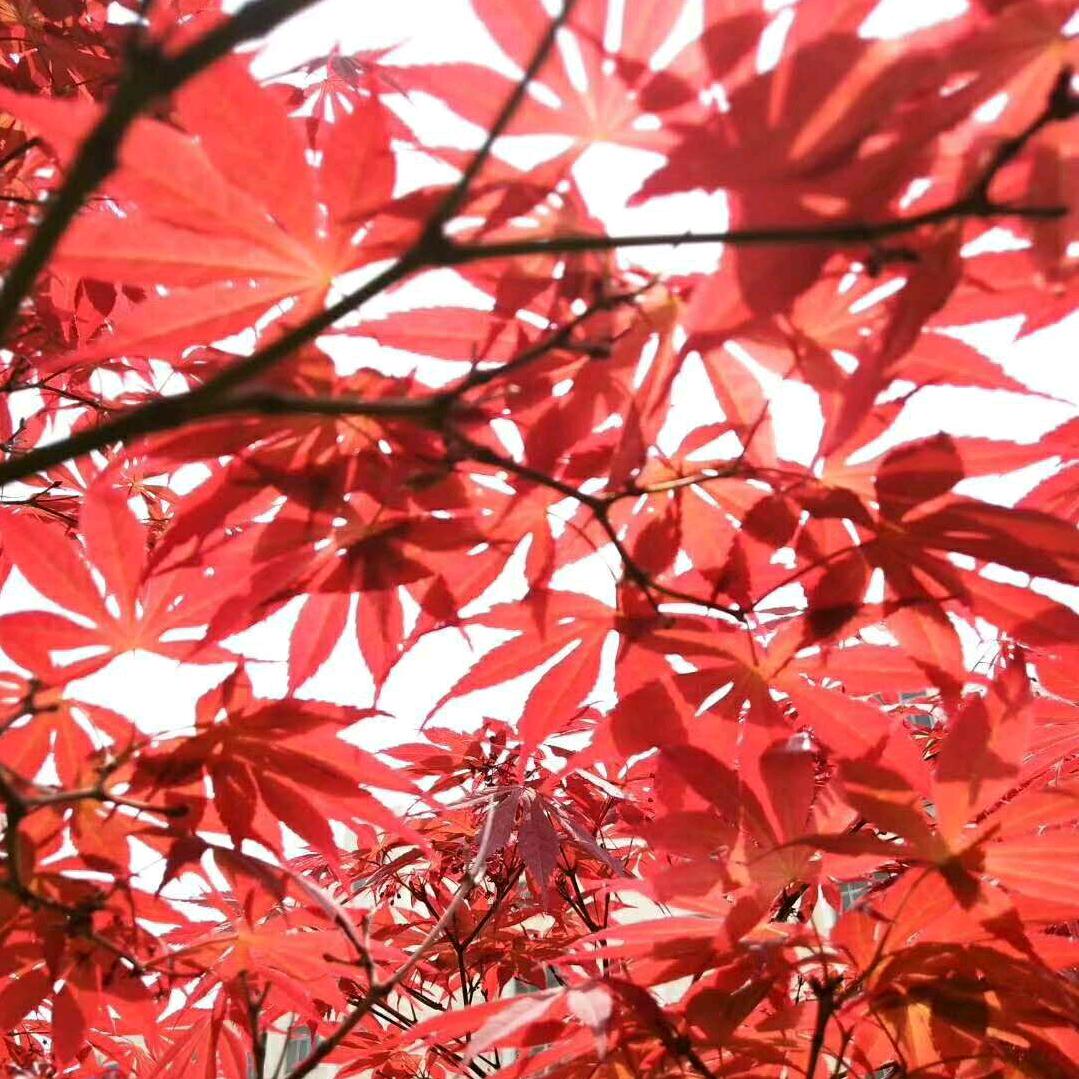 快乐的梅子梅子🍄🍄