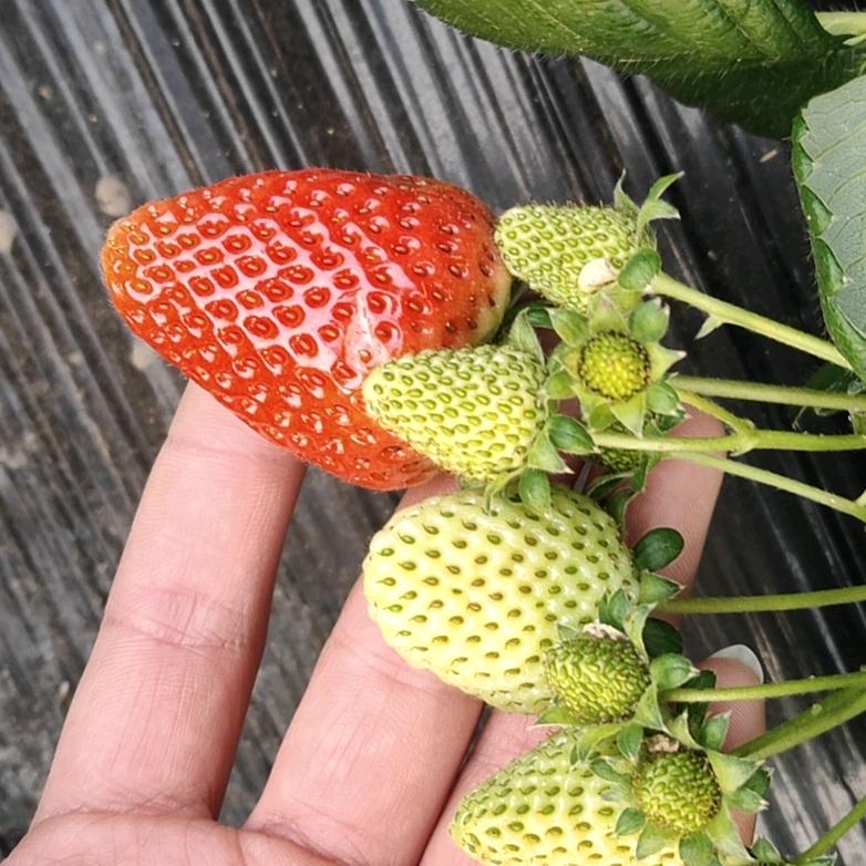 🍓莓好时光草莓园