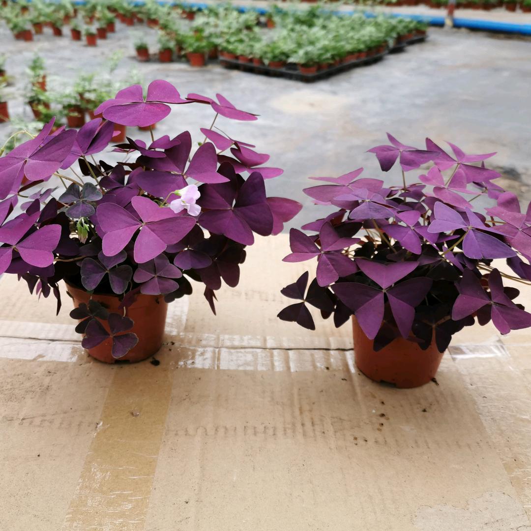 福锛园艺种植基地
