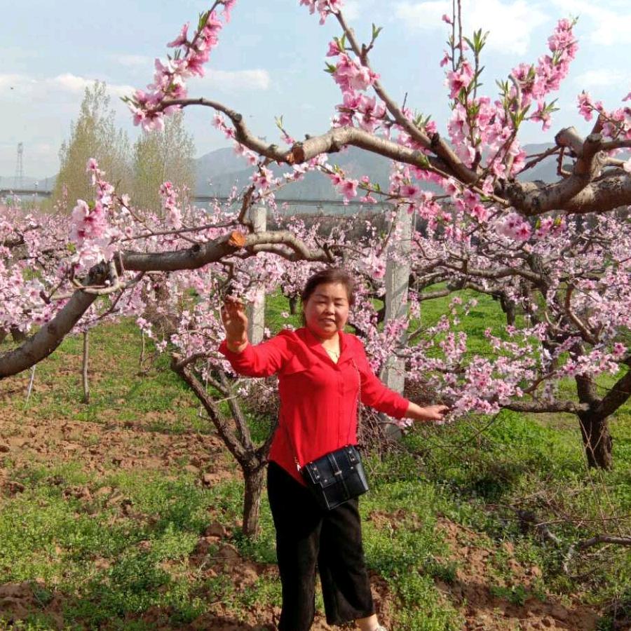 白鹿原黑牡丹