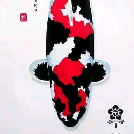 1号锦鲤