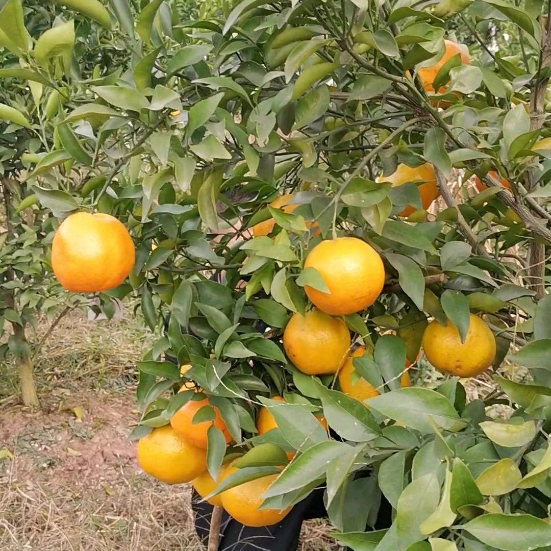 德荣绿色柑橘农场