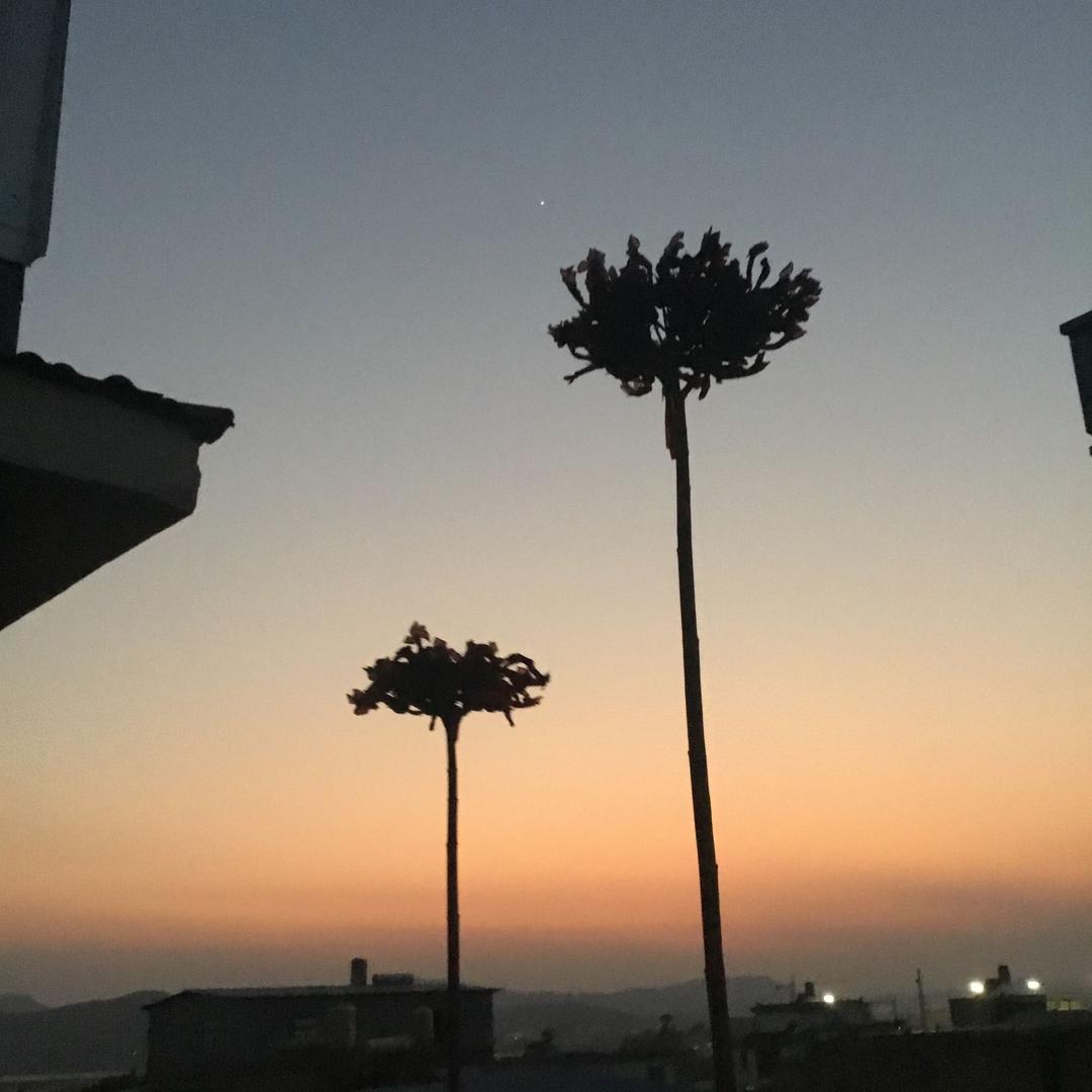 AAA水蜜桃味耗子药批发杨哥