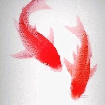 小鱼儿