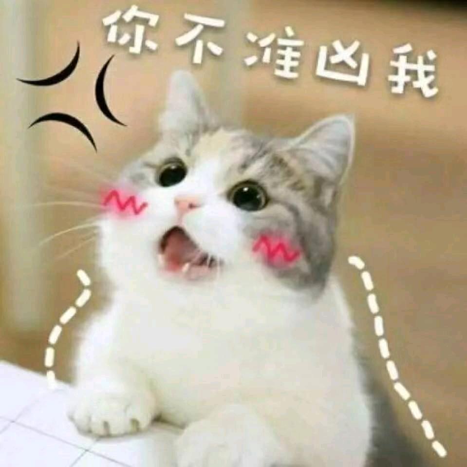 小猫咪