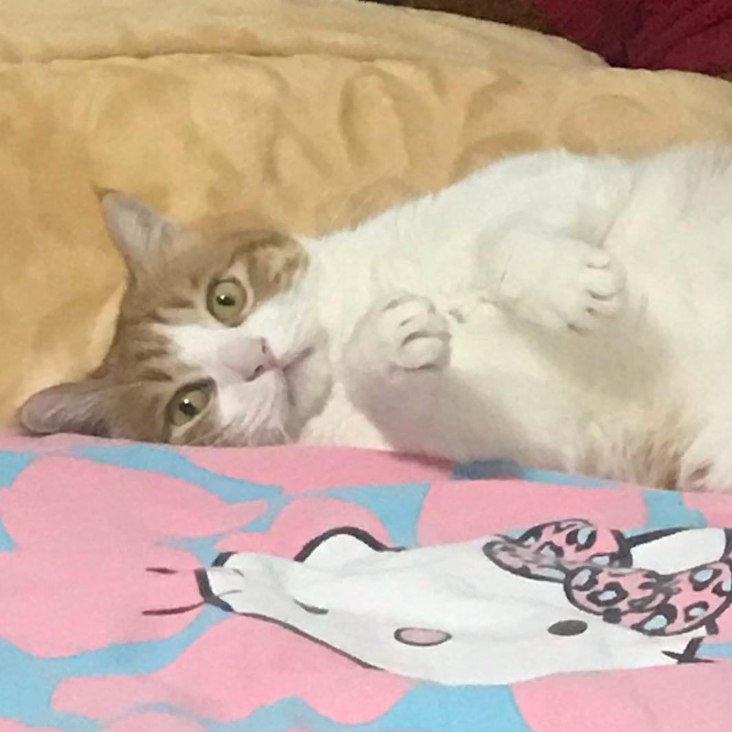 招财猫cat