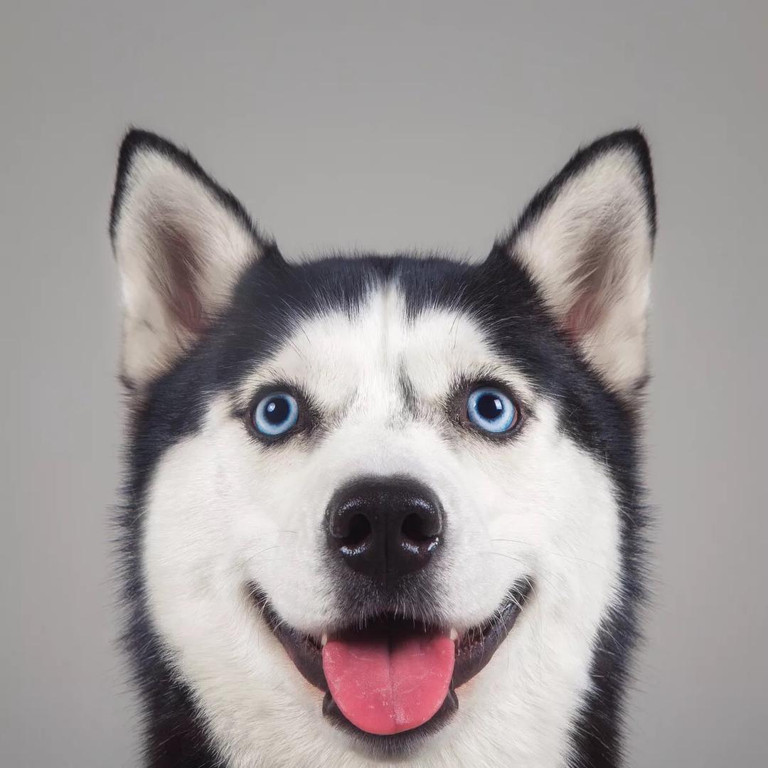 @*鑫鑫家的桂花枝