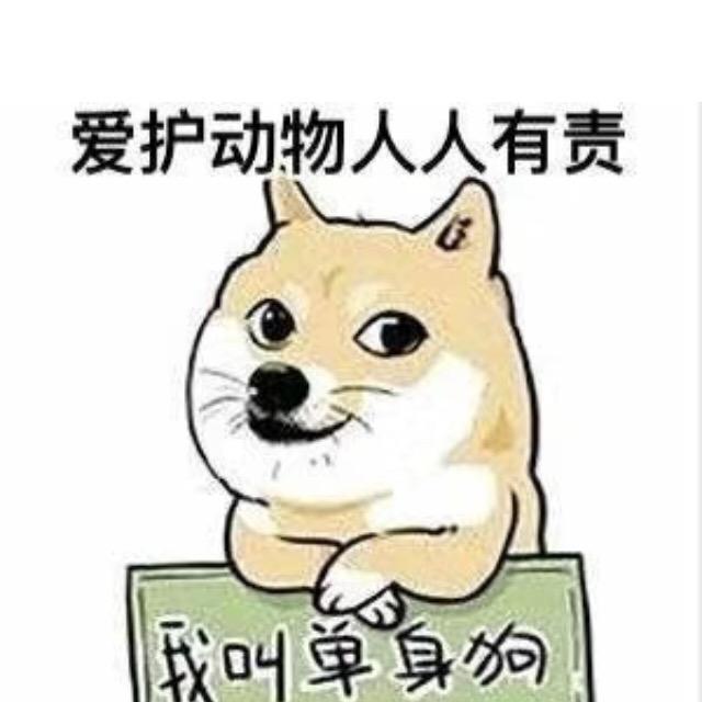 月光的伤心兔