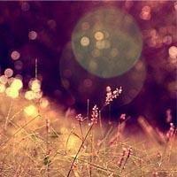 晚秋