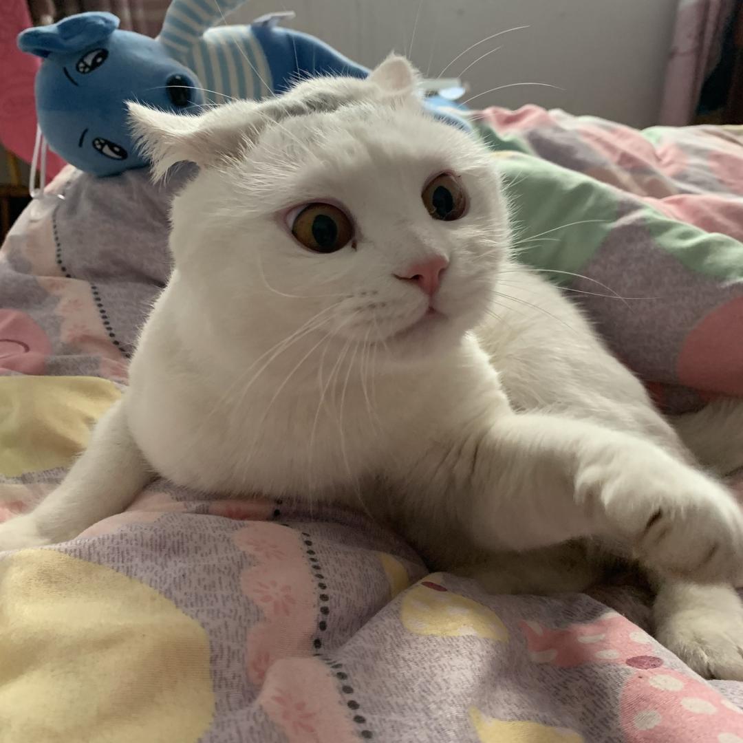 猫中吴彦祖
