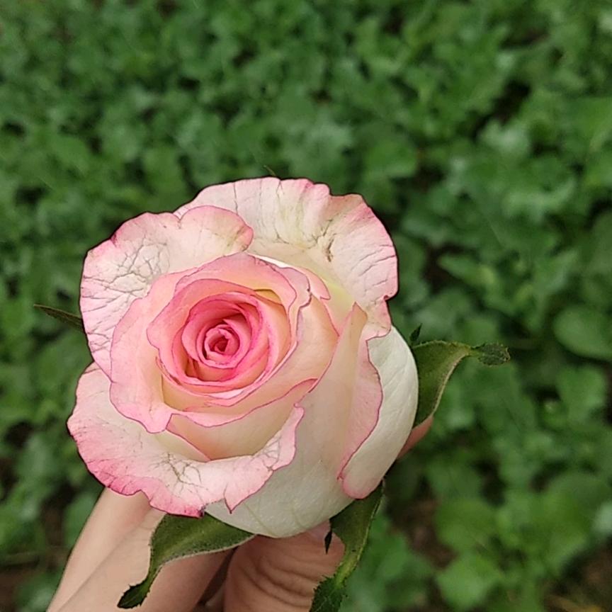 花椰菜