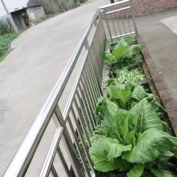 萧叁叁