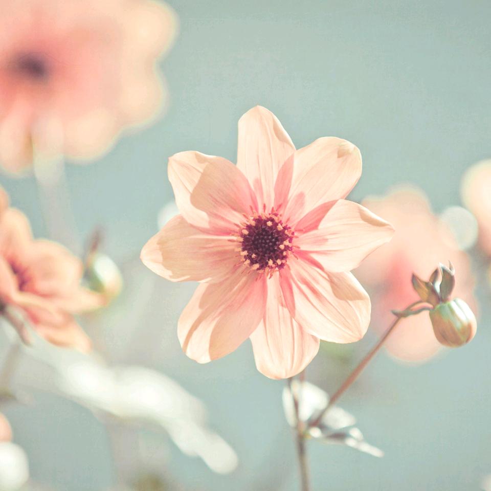 棉花糖