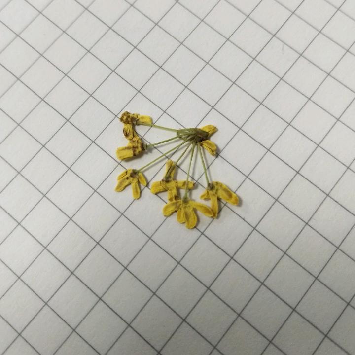周芹
