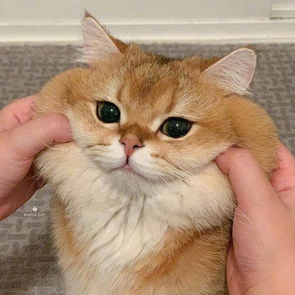T。