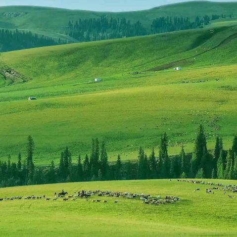 王大哥和你一起种黄瓜