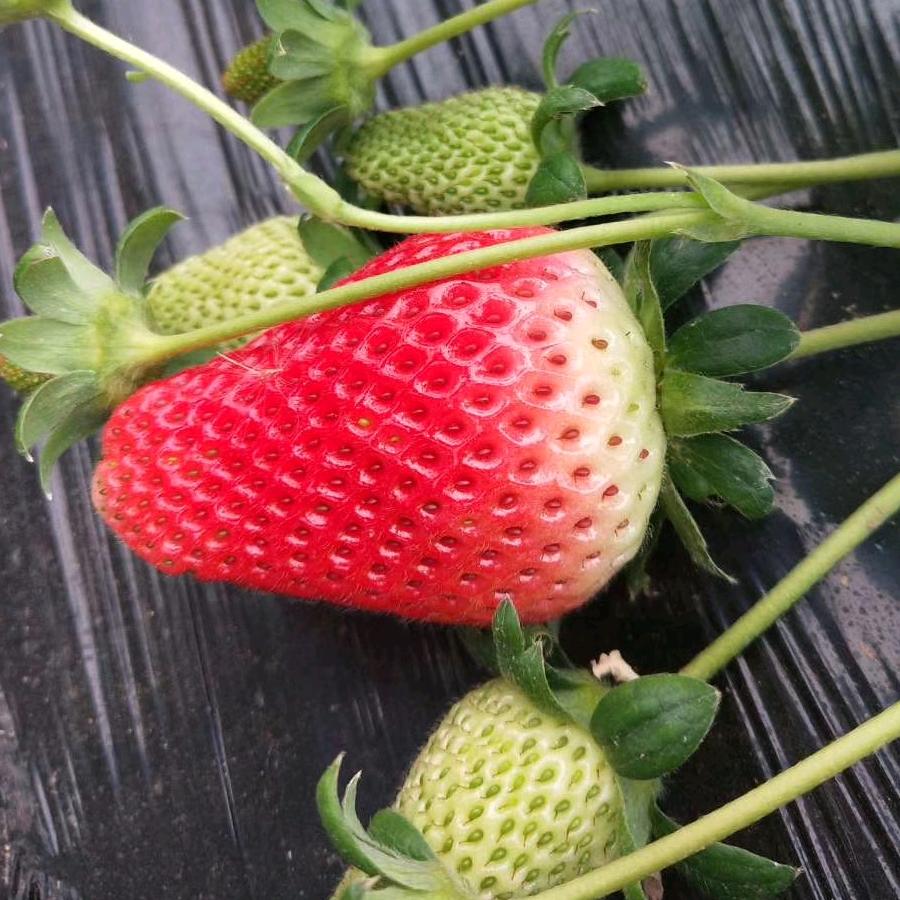 草莓🍓🍓🍓贺小二
