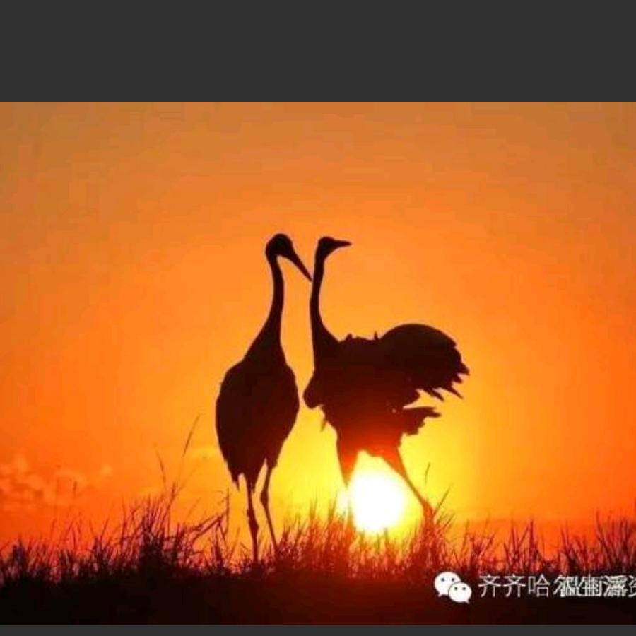 飞翔