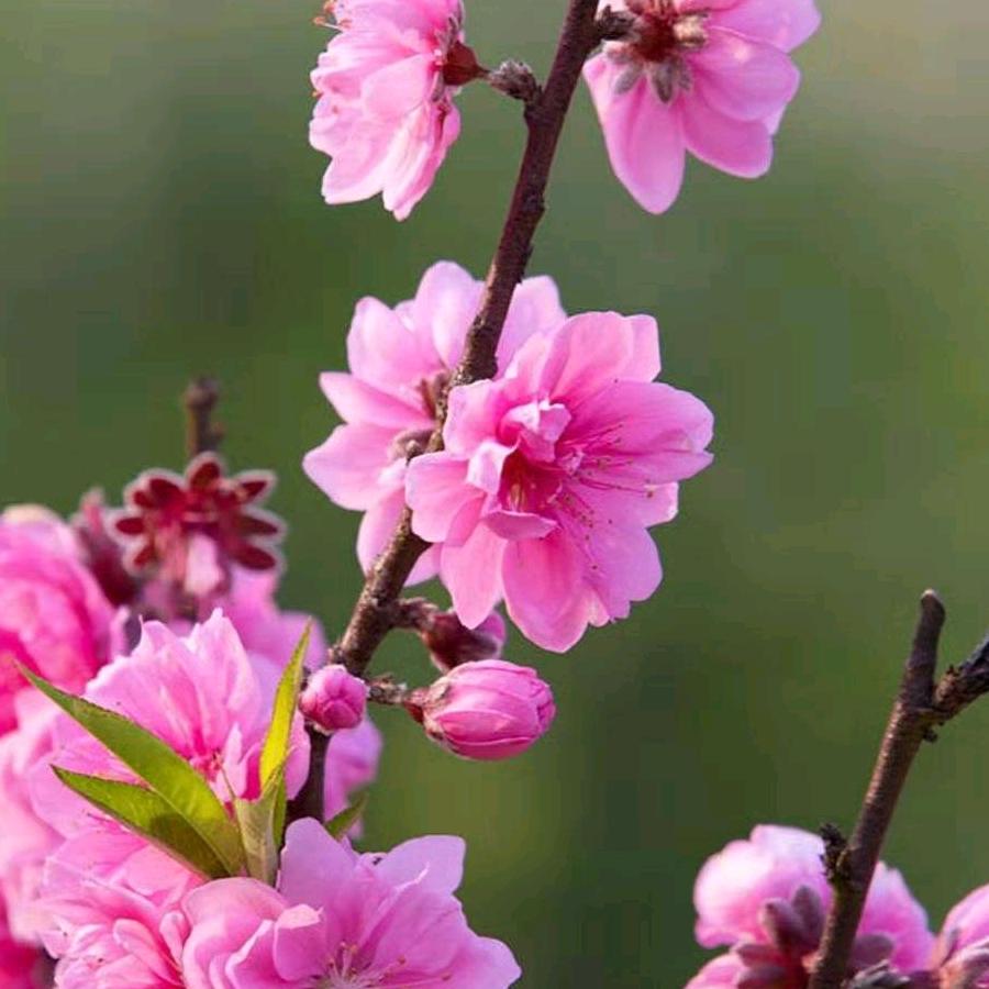 平为福