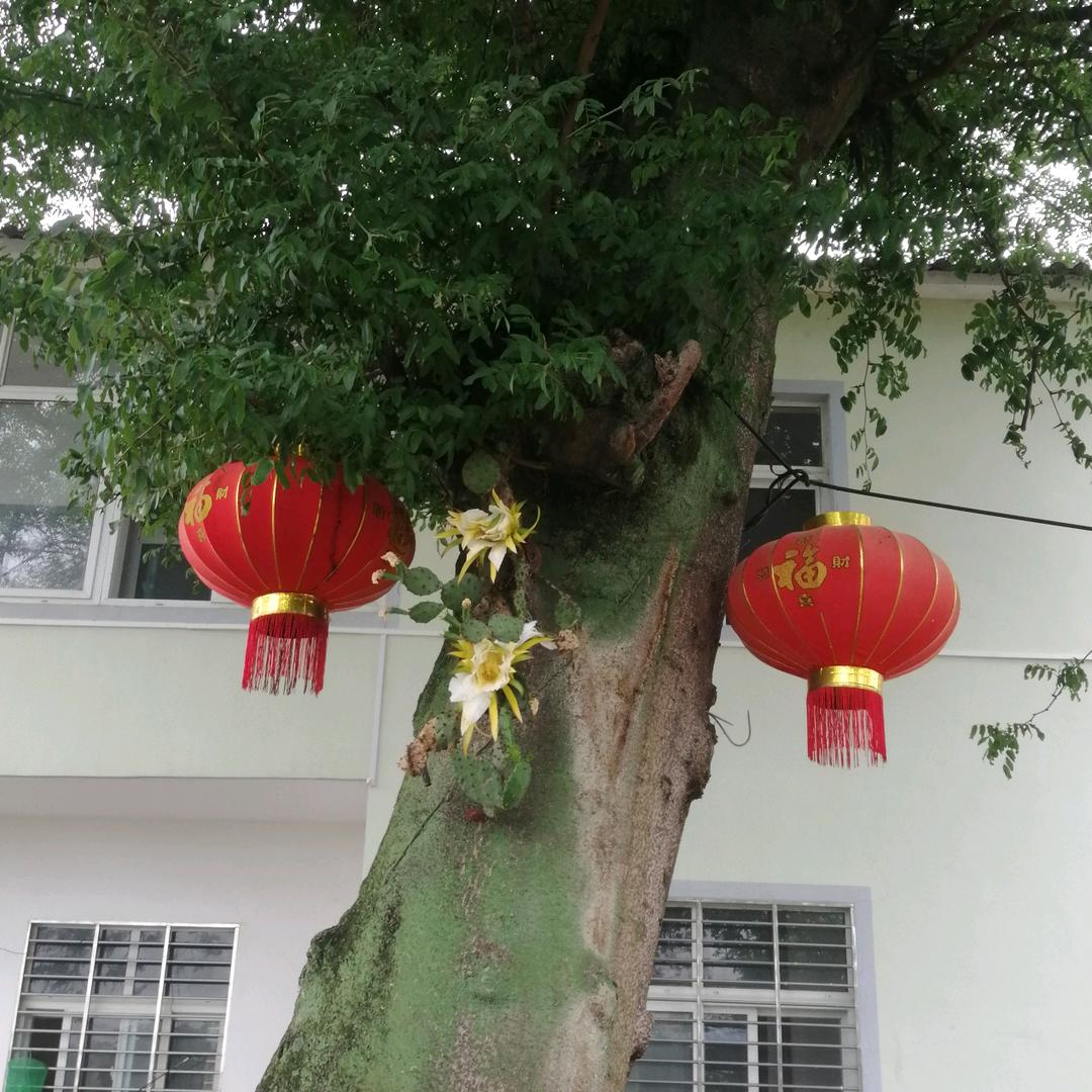 金罗湾