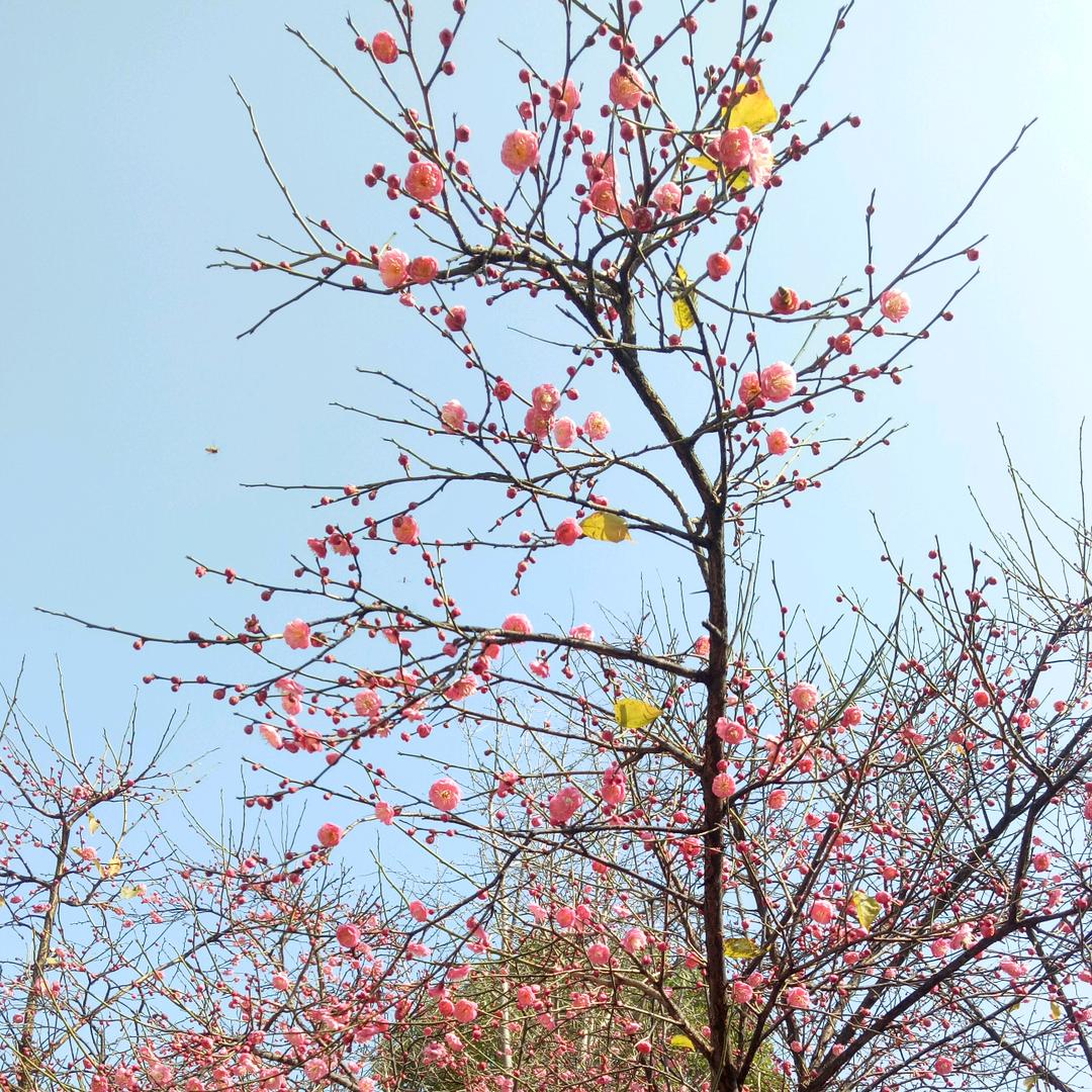 朵朵