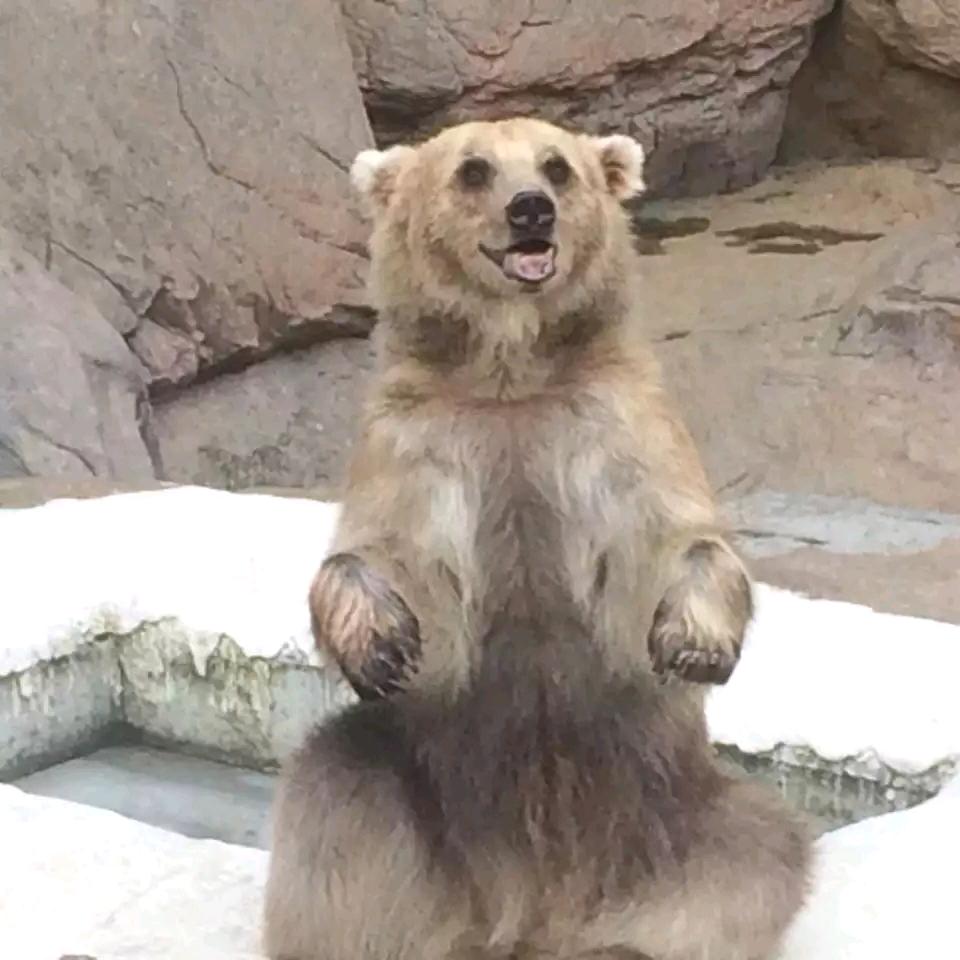 狼来了