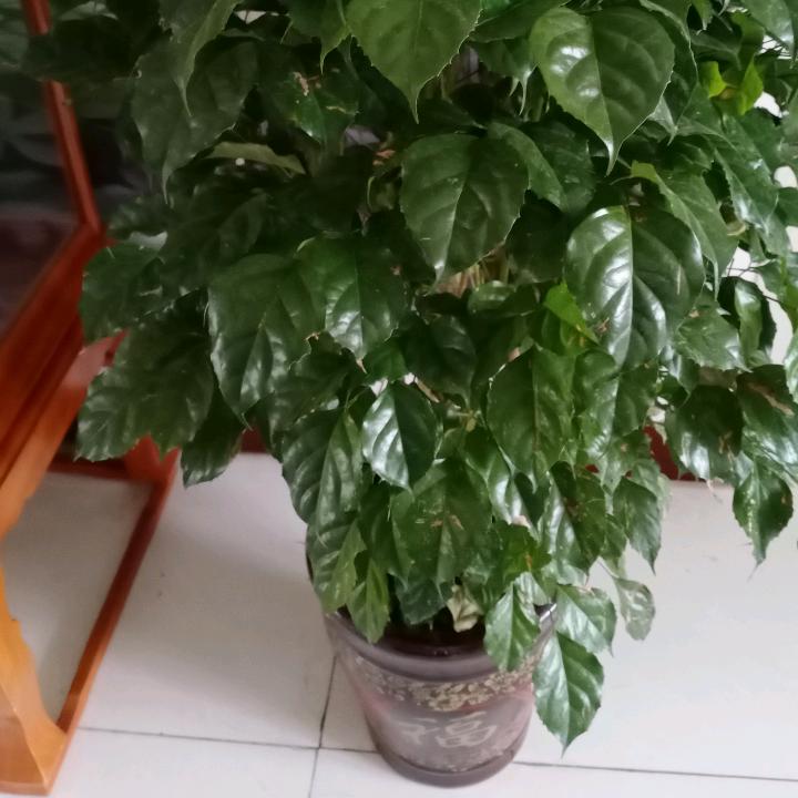 老张